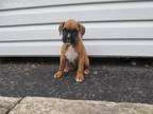 Boxer Puppy for sale in Reading, PA, USA