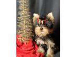 Yorkshire Terrier Puppy for sale in Natchez, MS, USA