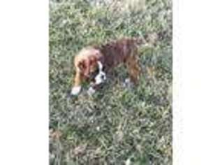 Boxer Puppy for sale in Winchester, IN, USA