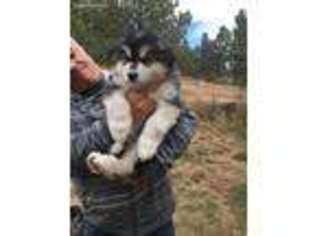 Alaskan Malamute Puppy for sale in Florissant, CO, USA