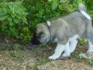 Akita Puppy for sale in Mission, TX, USA