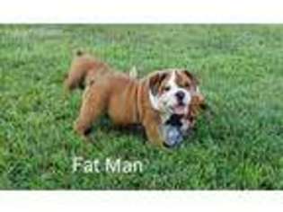 Bulldog Puppy for sale in Fyffe, AL, USA