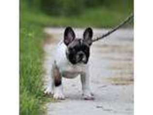 French Bulldog Puppy for sale in Winchester, VA, USA