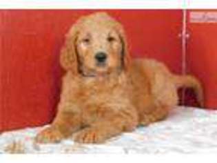 Goldendoodle Puppy for sale in Indianapolis, IN, USA