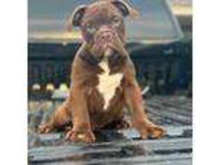 Olde English Bulldogge Puppy for sale in Azle, TX, USA