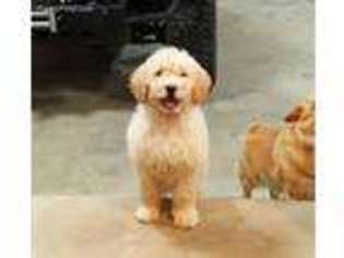 Goldendoodle Puppy for sale in Jamestown, TN, USA