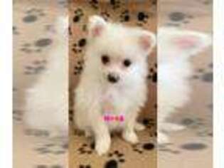 Pomeranian Puppy for sale in King, NC, USA