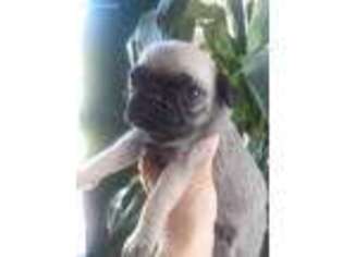Pug Puppy for sale in Asher, OK, USA