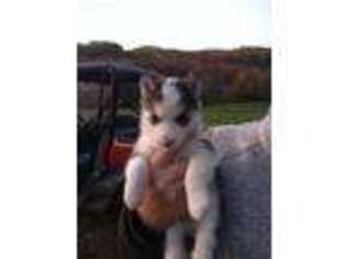 Siberian Husky Puppy for sale in Topsham, VT, USA