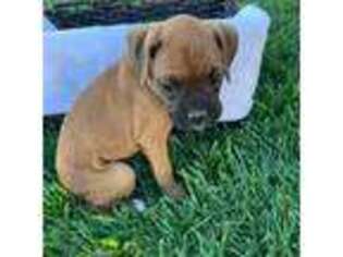 Boxer Puppy for sale in Middlebury, IN, USA