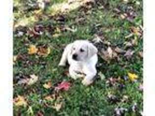 Labrador Retriever Puppy for sale in Saint Joe, IN, USA