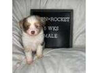 Miniature Australian Shepherd Puppy for sale in Anniston, AL, USA