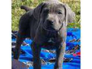 Cane Corso Puppy for sale in Sacramento, CA, USA