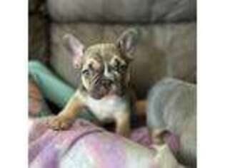 French Bulldog Puppy for sale in Sylvania, GA, USA