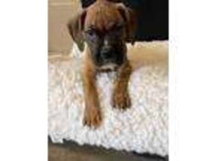 Boxer Puppy for sale in Butler, IN, USA