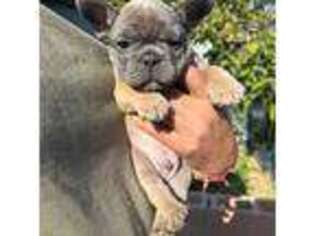 French Bulldog Puppy for sale in Gardena, CA, USA