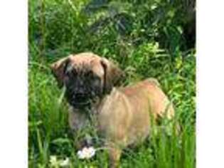 Boerboel Puppy for sale in Guysville, OH, USA