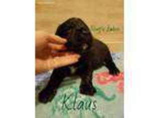 Newfoundland Puppy for sale in Radcliffe, IA, USA