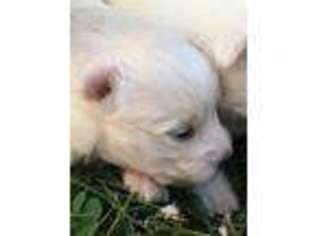 Mutt Puppy for sale in Flushing, MI, USA