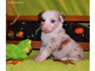 Miniature Australian Shepherd Puppy for sale in Parker, AZ, USA