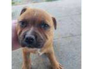 Staffordshire Bull Terrier Puppy for sale in Fontana, CA, USA
