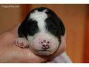 Mutt Puppy for sale in Crewe, VA, USA