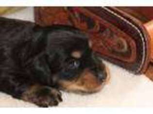Dachshund Puppy for sale in Hillsboro, OH, USA