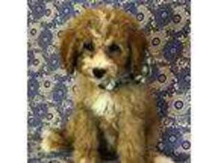 Mutt Puppy for sale in Eugene, OR, USA