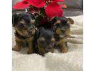 Yorkshire Terrier Puppy for sale in Visalia, CA, USA