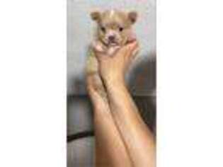 Chihuahua Puppy for sale in Wellington, OH, USA