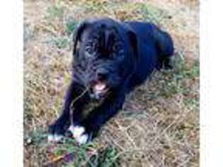 Olde English Bulldogge Puppy for sale in Longview, WA, USA