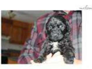 Portuguese Water Dog Puppy for sale in Toronto, Ontario, Canada