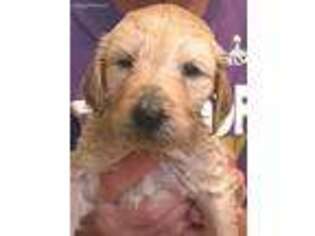 Goldendoodle Puppy for sale in Red Oak, IA, USA