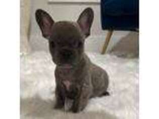 French Bulldog Puppy for sale in Athens, GA, USA