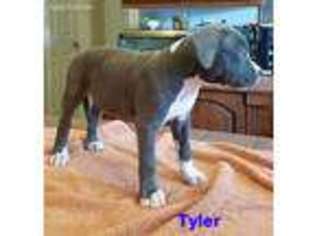 American Staffordshire Terrier Puppy for sale in Auburndale, FL, USA