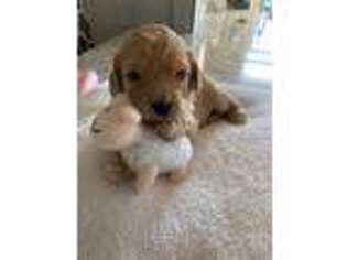 Cavapoo Puppy for sale in Danville, IN, USA
