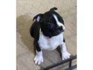 Boston Terrier Puppy for sale in Gloucester, VA, USA