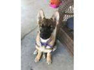 German Shepherd Dog Puppy for sale in Manvel, TX, USA