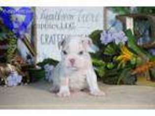 Bulldog Puppy for sale in Bristol, IN, USA