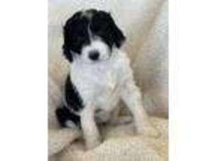 Mutt Puppy for sale in Chardon, OH, USA