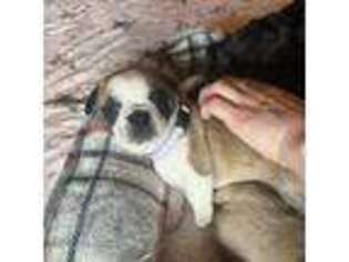 French Bulldog Puppy for sale in Bloomington, IL, USA