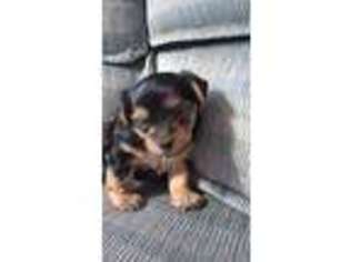 Yorkshire Terrier Puppy for sale in Moulton, IA, USA