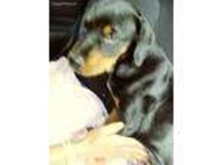 Rottweiler Puppy for sale in Camden, SC, USA