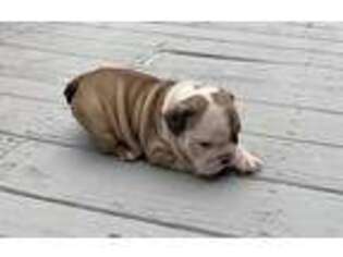 Bulldog Puppy for sale in Rye, NH, USA