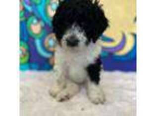 Mutt Puppy for sale in Troy, VA, USA