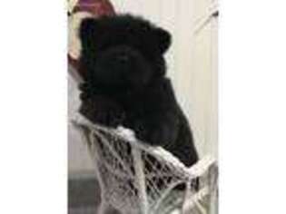 Chow Chow Puppy for sale in Monroe, MI, USA