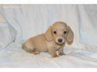 Dachshund Puppy for sale in Brenham, TX, USA