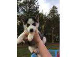 Siberian Husky Puppy for sale in Yadkinville, NC, USA