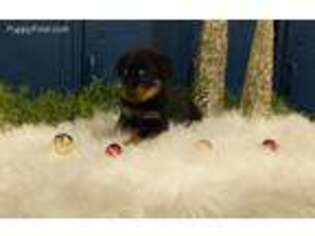 Rottweiler Puppy for sale in Bristol, IN, USA