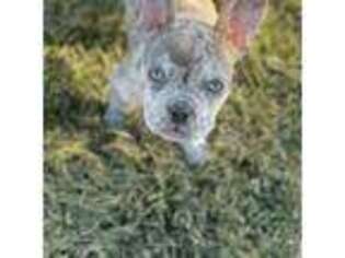 French Bulldog Puppy for sale in Ames, IA, USA
